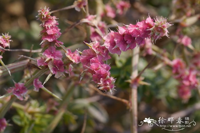 刺沙蓬Salsola tragus