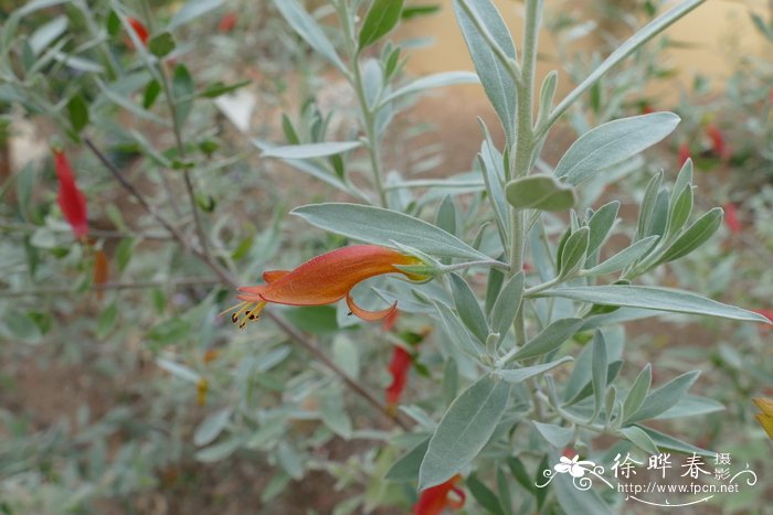 光秃喜沙木Eremophila glabra