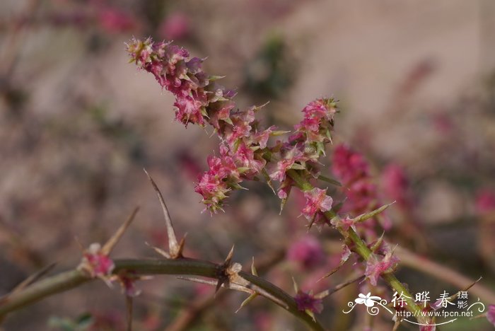 刺沙蓬Salsola tragus
