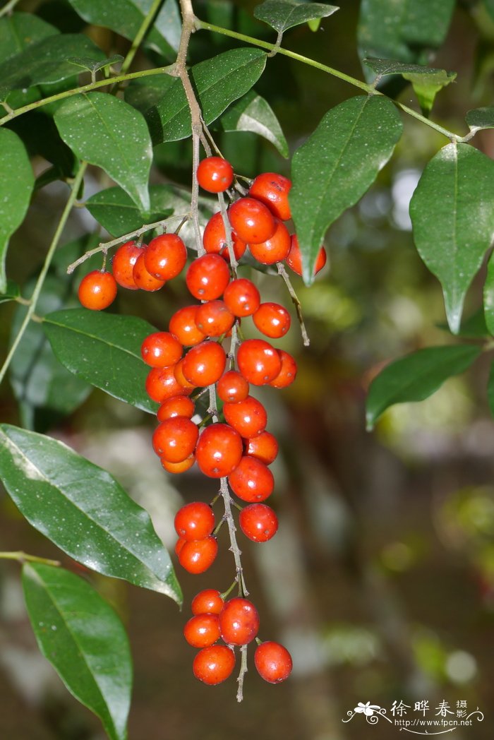 美洲苦木Picramnia antidesma