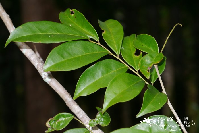 五蕊美洲苦木Picramnia pentandra