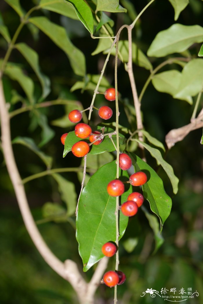 五蕊美洲苦木Picramnia pentandra