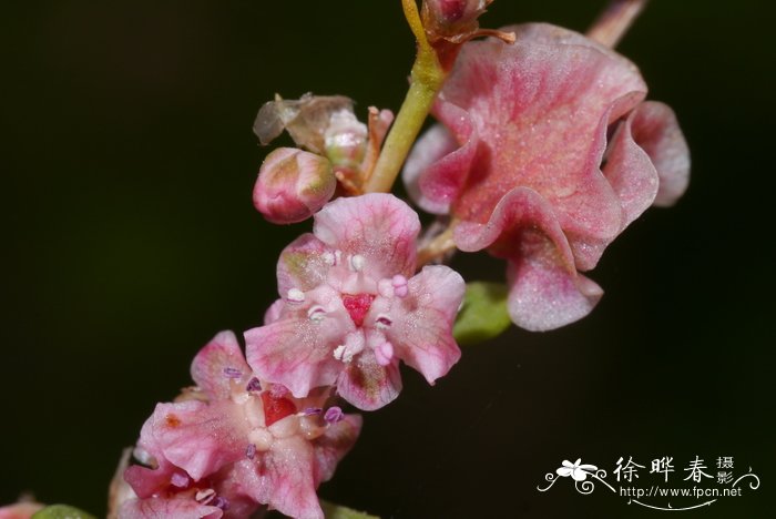 沙木蓼Atraphaxis bracteata