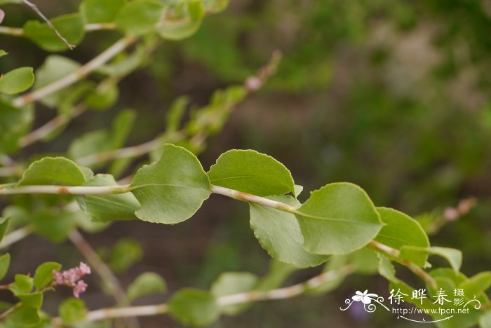 沙木蓼Atraphaxis bracteata