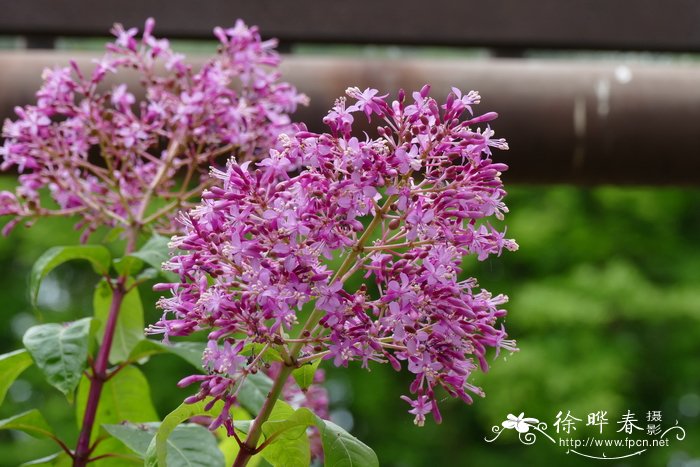 粗茎倒挂金钟Fuchsia arborescens