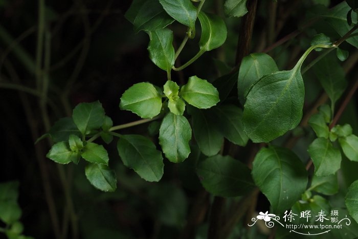 小叶倒挂金钟Fuchsia microphylla