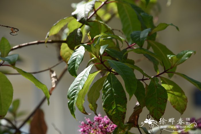 圆锥倒挂金钟Fuchsia paniculata