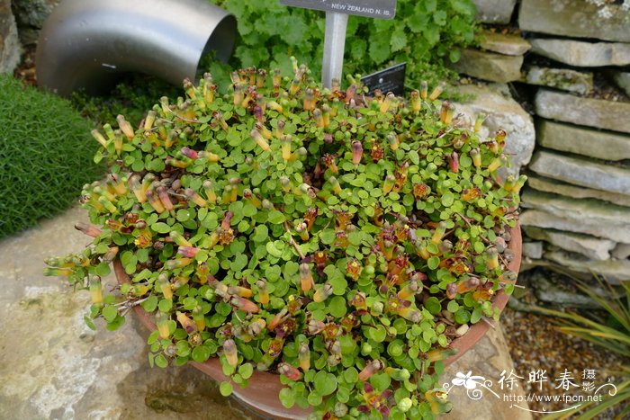 匍枝金钟Fuchsia procumbens