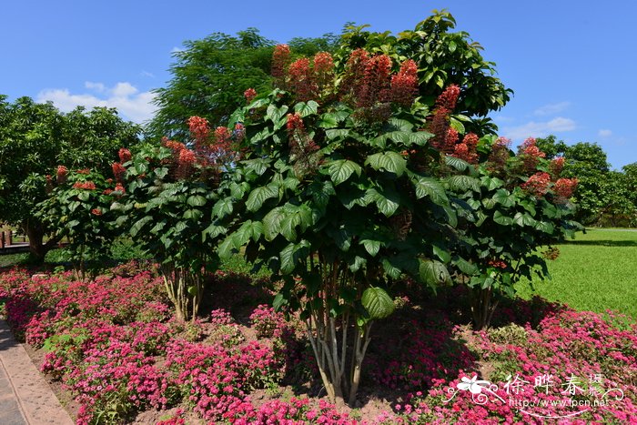 圆锥大青Clerodendrum paniculatum