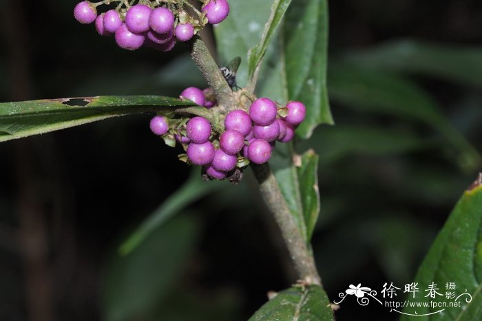 短柄紫珠Callicarpa brevipes