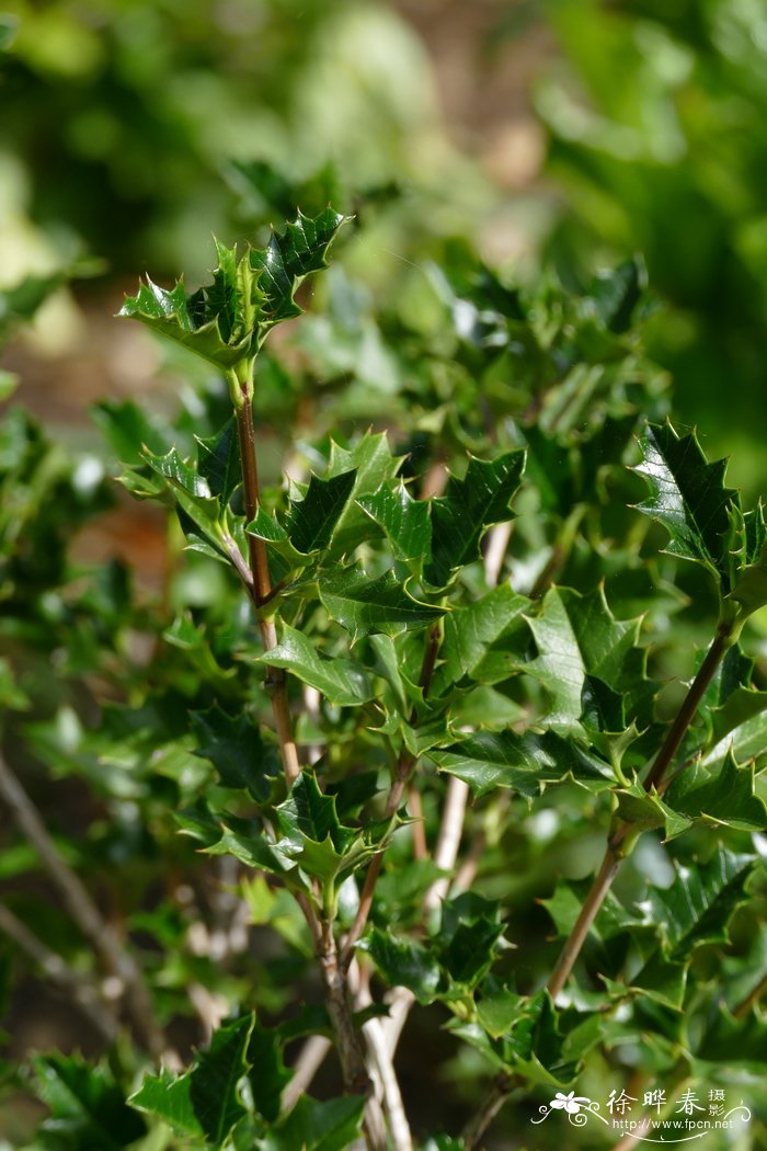 枸骨黄Desfontainia spinosa