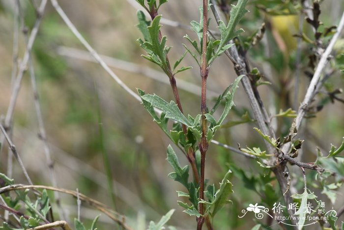 灌木铁线莲Clematis fruticosa