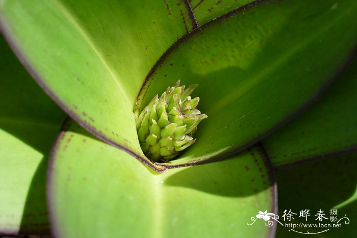 矮凤梨百合 Eucomis humilis