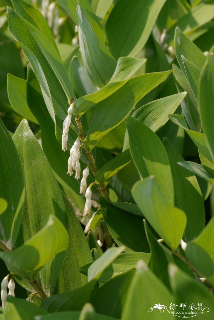 小玉竹polygonatum humile