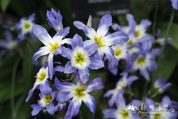 辉熠花 Leucocoryne ixioides