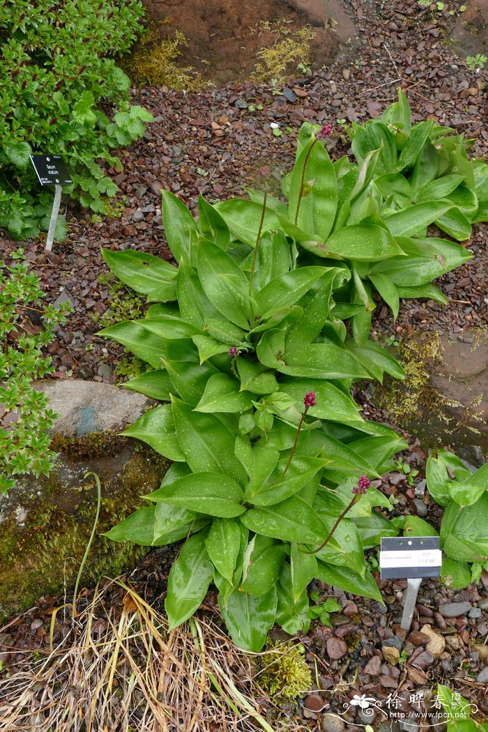 安德鲁七筋姑 Clintonia andrewsiana