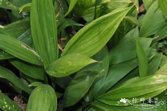 长苞球子草Peliosanthes ophiopogonoides