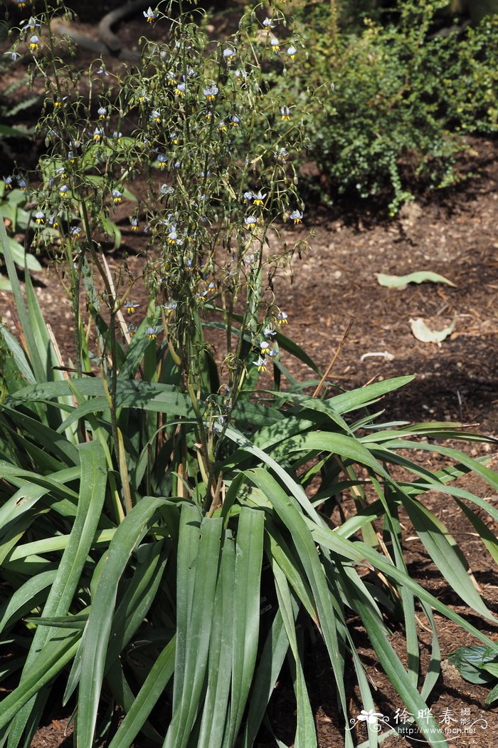 塔斯马尼亚山菅兰 Dianella tasmanica