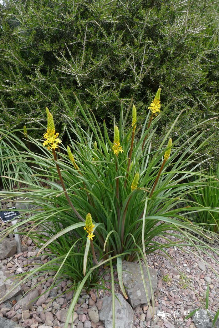 狭叶粗尾草Bulbinella angustifolia