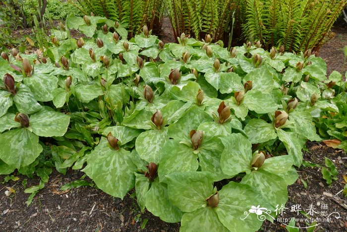 楔叶延龄草Trillium cuneatum