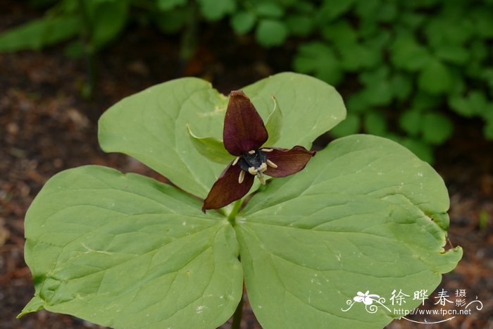 直立延龄草 Trillium erectum