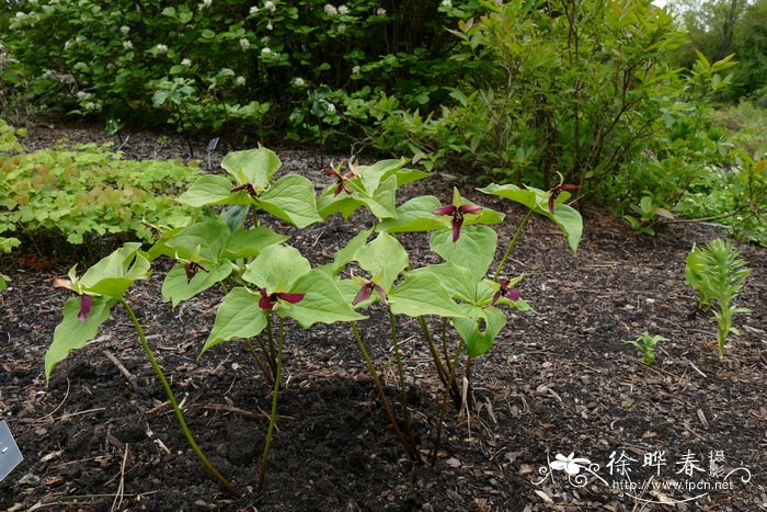 直立延龄草 Trillium erectum