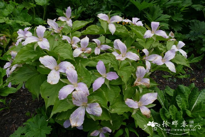 ‘玫色’大花延龄草 Trillium grandiflorum ‘Roseum’
