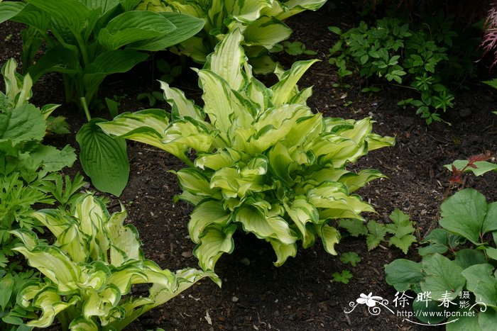 '染白'狭叶玉簪 Hosta fortunei 'Albopicta'
