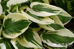 '爱国者'玉簪Hosta 'Patriot'