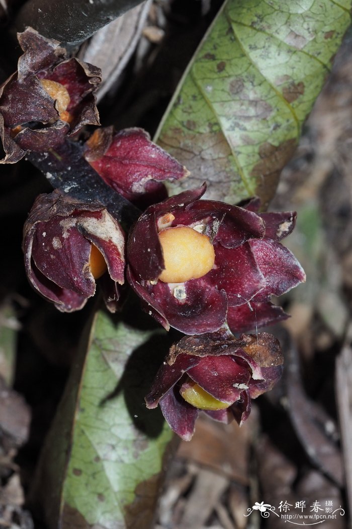 伞柱开口箭Tupistra fungilliformis