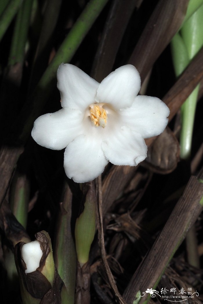 长药蜘蛛抱蛋Aspidistra dolichanthera