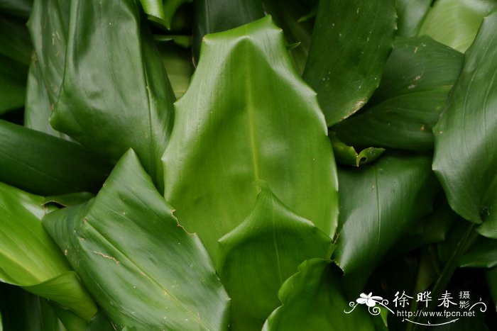 长药蜘蛛抱蛋Aspidistra dolichanthera
