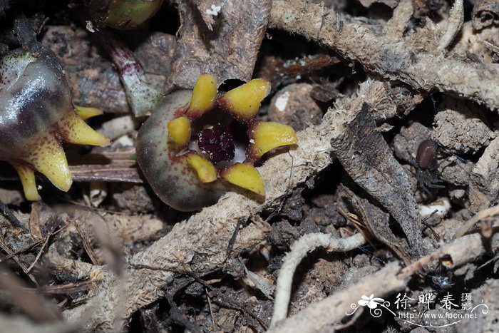 海南蜘蛛抱蛋 Aspidistra hainanensis