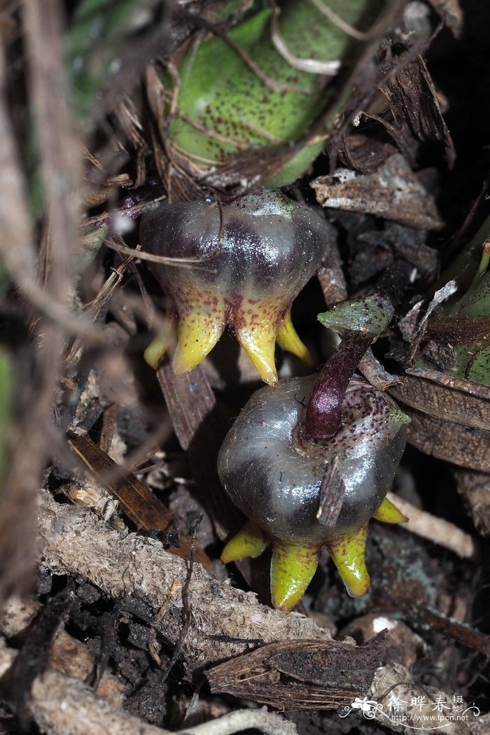 海南蜘蛛抱蛋 Aspidistra hainanensis