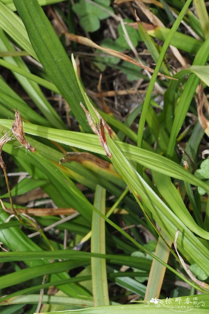 小花蜘蛛抱蛋Aspidistra minutiflora