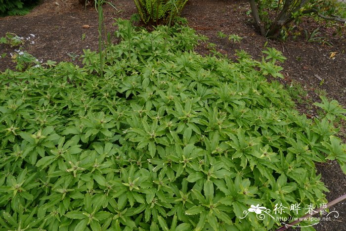 无瓣重楼Paris incompleta