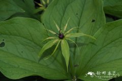 四叶重楼Paris quadrifolia
