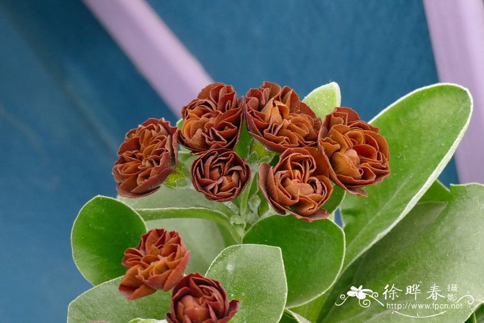 耳叶报春Primula auricula
