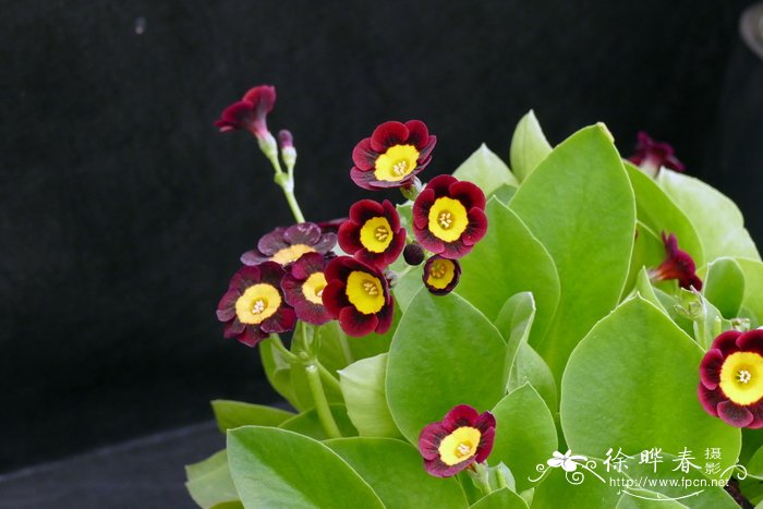 耳叶报春Primula auricula