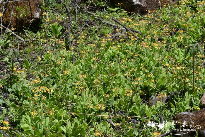 中甸灯台报春Primula chungensis
