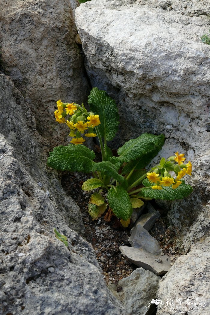 灰岩皱叶报春Primula forrestii