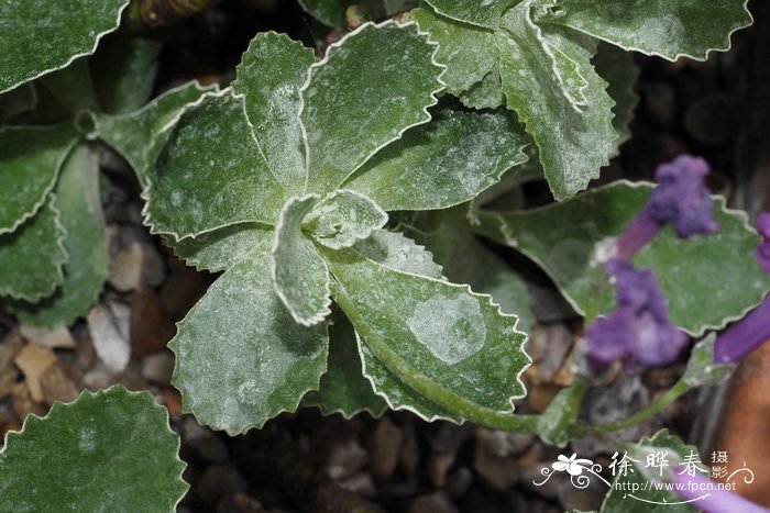 缘报春Primula marginata