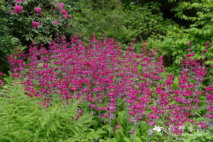 粉被灯台报春Primula pulverulenta
