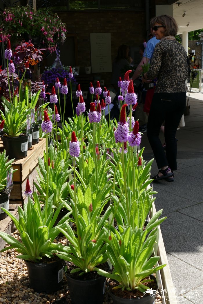 高穗花报春Primula vialii