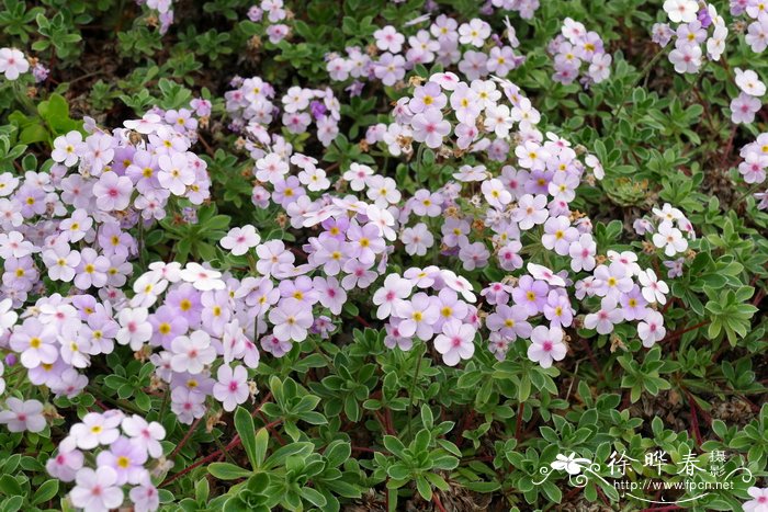 匐茎点地梅Androsace sarmentosa