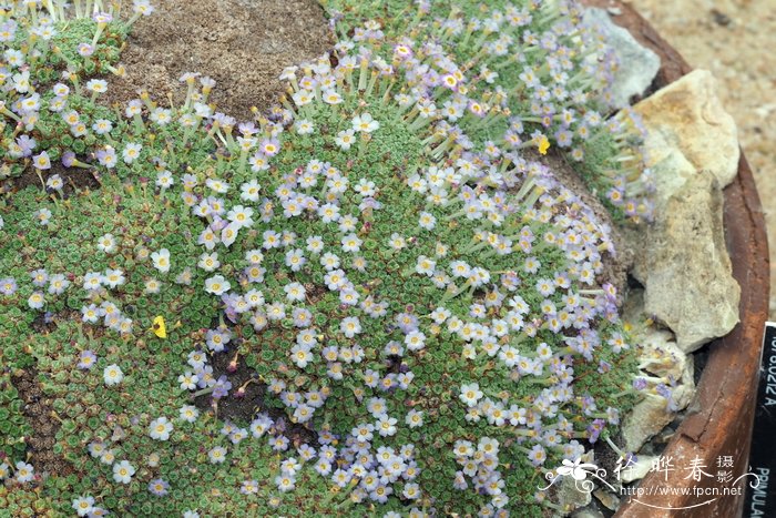 弯花垫报春Dionysia curviflora