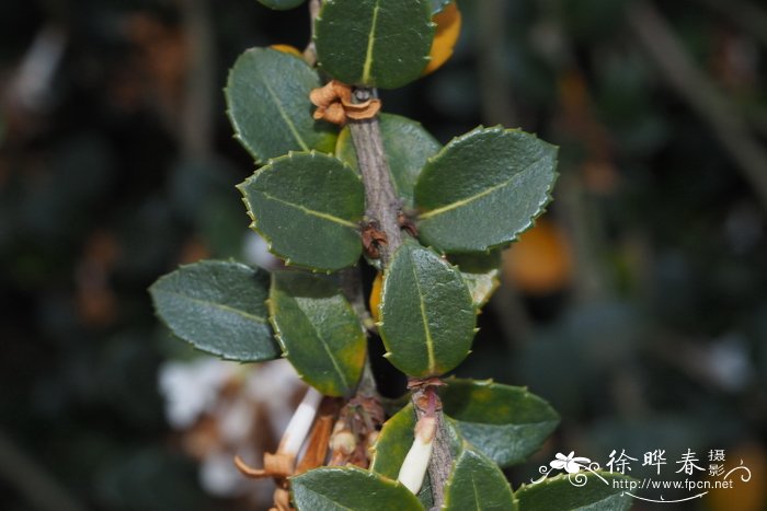 管花木樨osmanthus delavayi
