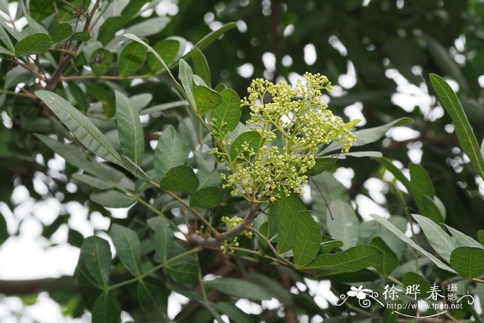 巴西胡椒木Schinus terebinthifolius