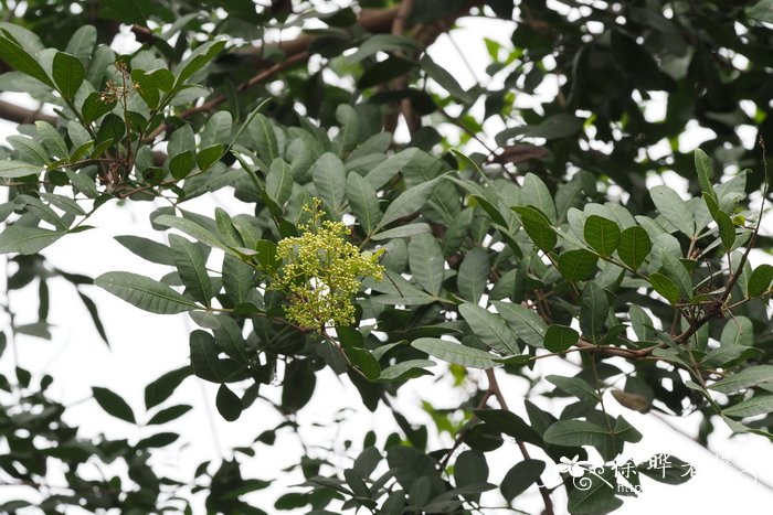 巴西胡椒木Schinus terebinthifolius