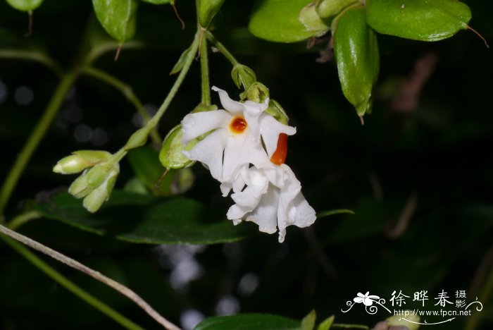 夜花Nyctanthes arbor-tristis